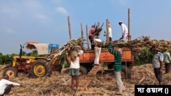 ভারতের কেন্দ্র সরকার চিনি রপ্তানিতে নিষেধাজ্ঞা জারি করতে চলেছে