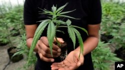 Arhivo - Los fabricantes de cervezas buscan expandir su clientela, creando bebidas no alcohólicas, con cannabis.