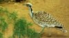 FILE - A houbara bustard, a favorite prey of falcons which faces extinction, is captivebred at a research center in Sweihan, United Arab Emirates.