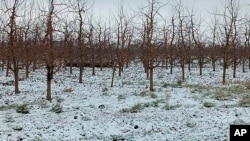 Në një fotografi të qarkulluar nga Ministria e Brendshme e Moldavisë, duket pjesa e një rakete në një vresht në Briceni, Moldavi (5 dhjetor 2022)