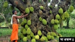 পানরুটিতে ২০০ বছরের কাঁঠালগাছ
