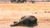 Zimbabwe Dying Elephants