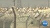 Climate Change Link to Arab Spring' Mass Migration