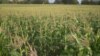 Rains Arrive, But Zimbabwe Farmers Say Seed and Fertilizer Are Lacking