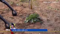 ယာခင်း ပေါင်းမြက်ရှင်း ခွေးစက်ရုပ်
