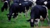 Kambani yeProDairy inoti vanochengeta mombe dzemukaka vari kukundikana kugutsa nyika nemukaka wainoda pazuva