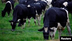 Kambani yeProDairy inoti vanochengeta mombe dzemukaka vari kukundikana kugutsa nyika nemukaka wainoda pazuva