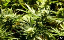 La marihuana madura en condiciones ideales en el Dispensario Medicine Man en el noroeste de Denver, Colorado. 5 de diciembre de 2013.