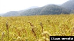 País tem um défice de 80 mil toneladas de arroz por ano