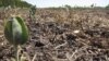 Experiência brasileira pode ajudar angolanos a combater a seca