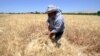 FILE - A farmer harvests wheat in a field in Jdeidet Artouz, a suburb southwest of Damascus, Syria, June 19, 2017. This year's crop yields are significantly lower than last year's, a FAO/WFP report has found.
