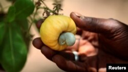 Castanha do caju, principal produto de exportação da Guiné-Bissau