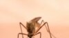 Grounded Mosquitoes Could Halt Spread of Dengue