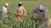 FILE - Afghan farmers collect raw opium as they work in a poppy field in Chaparhar district of Jalalabad, east of Kabul. 